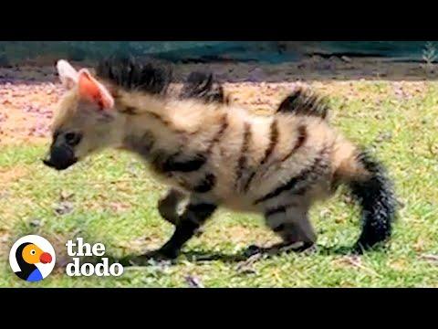 'Mini Hyena' Looks Back To Thank Her Rescuer Before Running To The Wild #Video
