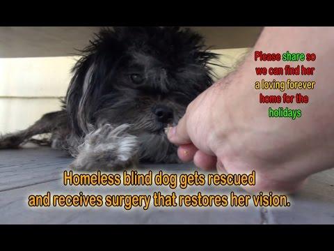 Homeless Blind Dog Gets Rescued And Receives Surgery That Restores Her Vision. If Blocked, See Below