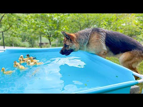 German Shepherd Reacts to Baby Ducklings Bathing in the Pool #Video