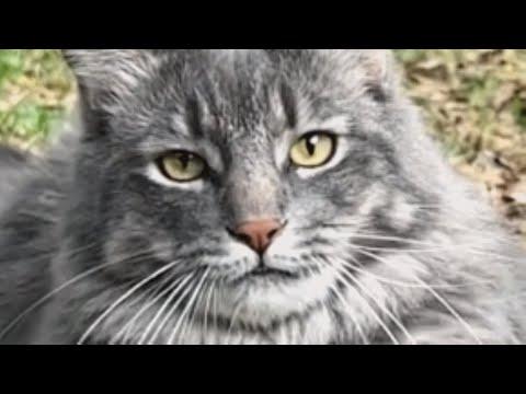This cat lost his home because the maid didn't like him #Video