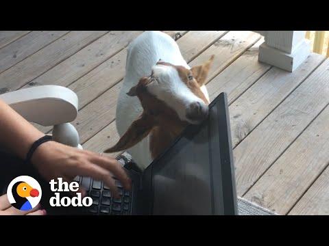 These Two Baby Goats Are Best Friends #Video