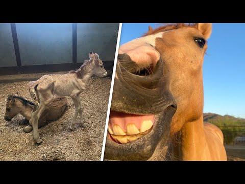 Orphaned horse is unrecognizable now #Video