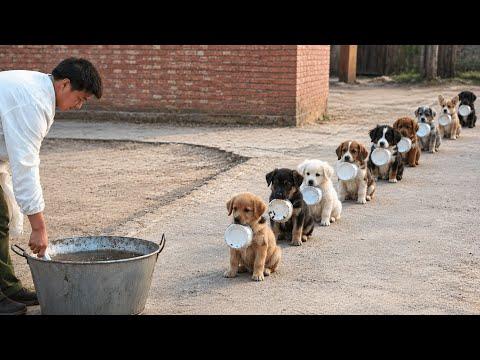 These Puppies Know Exactly What Time It Is #Video