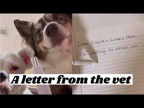 A Letter from the Vet - Layla The Boxer #Video