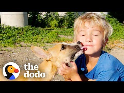 5-Year-Old Boy Insists On Rescuing Abandoned Puppies #Video