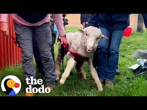 Wobbly Lamb Who Can't Stand Learns To Run #Video