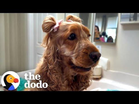 Dog's Hair Wouldn't Stop Growing So Mom Started Styling It