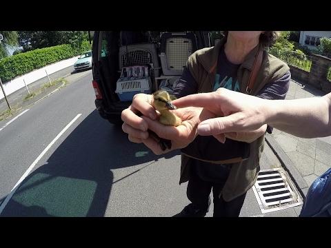Incredible Baby Duck Rescue With Stefan Brockling