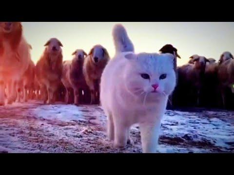 Cute Cats and dogs funny Videos #Video