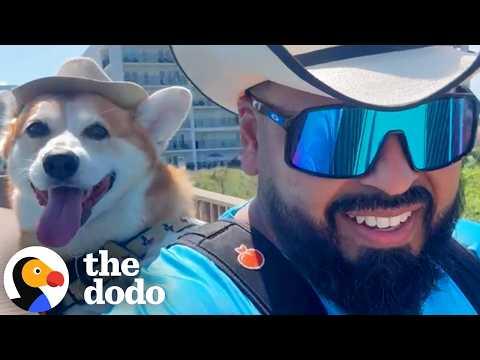 Corgi Insists On Supervising Dad When He Grills #Video
