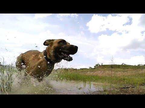 Meet The Dog Trained To Take Down Poachers
