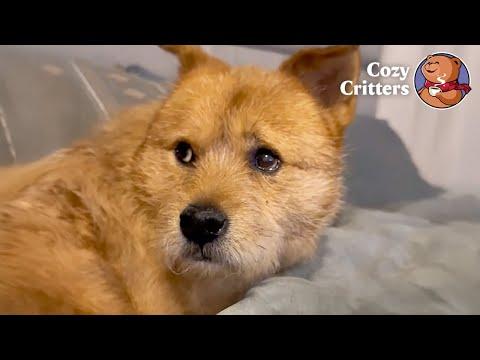 He Couldn't Sleep Peacefully—Until He Trusted Someone Again #Video