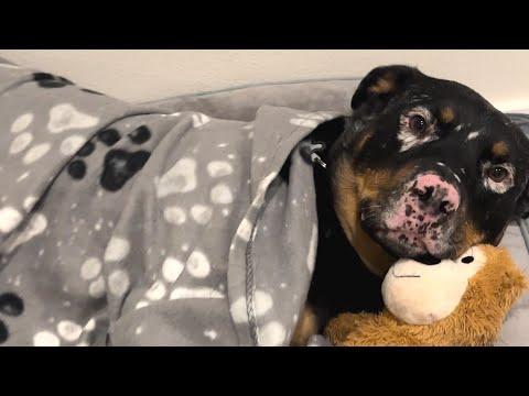 Rescue dog snuggles with toy for comfort #Video