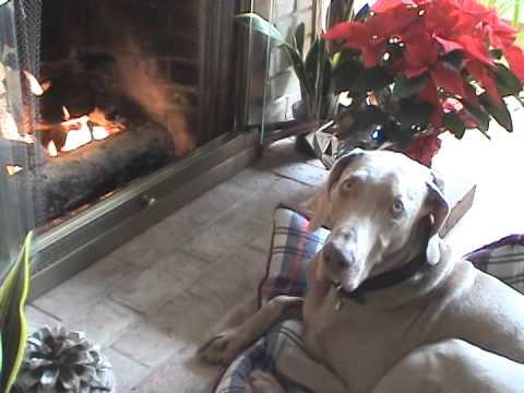 Chilly Dog Moves His Bed Closer To The Fireplace