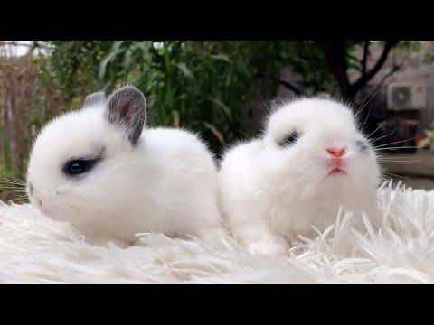 Super Cute Bunnies to Make Your Year Positive #Video