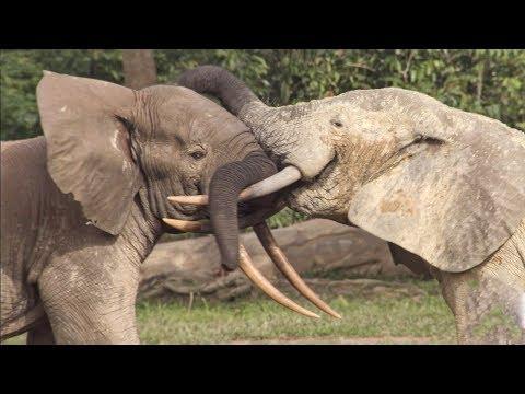 Elephants' Incredible Intelligence | Wild Files with Maddie Moate | BBC Earth