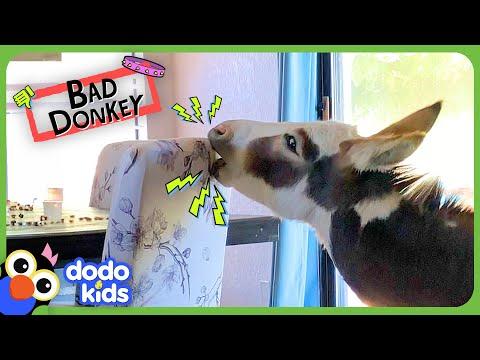 Mini Donkey Won’t Stop Eating Furniture | Dodo Kids #Video