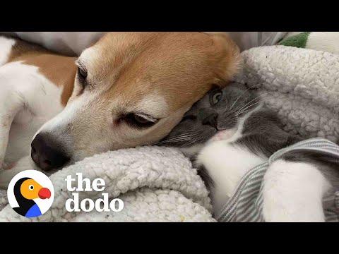 This Beagle Is Proof You Can Always Love Again #Video
