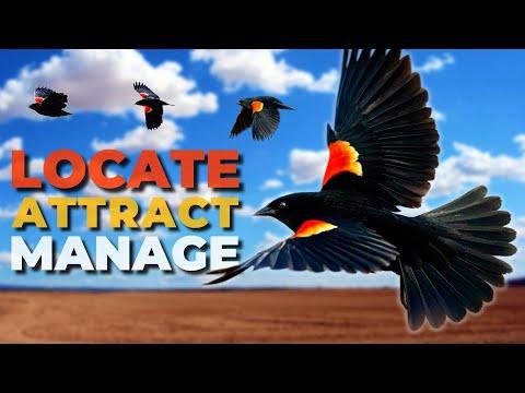 A Cool Bird You’ll Want To See & Attract This Fall | The Red-winged Blackbird #Video