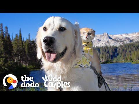 Service Dog Wasn't Playful — Until He Met His Kitten Sister #Video