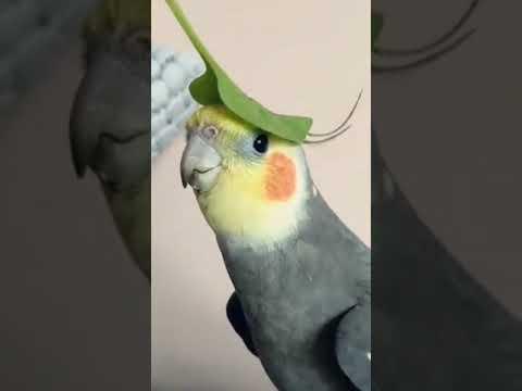 Funny Parrot Talking #Video  #Shorts #funnyparrot