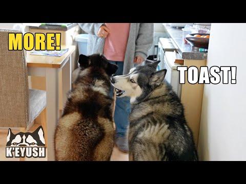 My Husky AND His Best Friend Argue With My Mum! #Video!