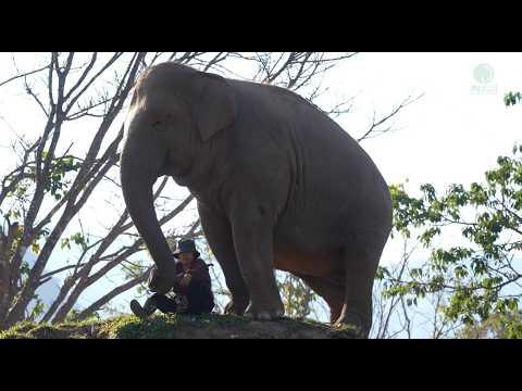 An Elephant’s Playful Habit of Removing Lek’s Boots #Video