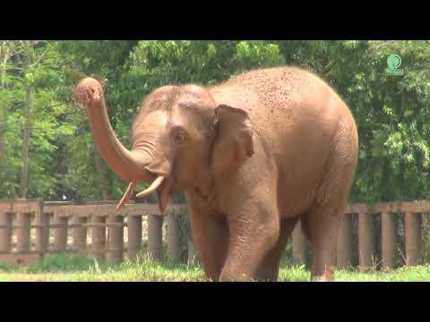 Four-Year Elephant Gluay Hom’s Transformation! - ElephantNews #Video