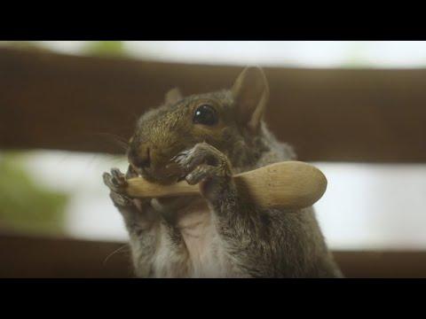 This Squirrel Acts Like a Baby — Not Like a Squirrel #Video