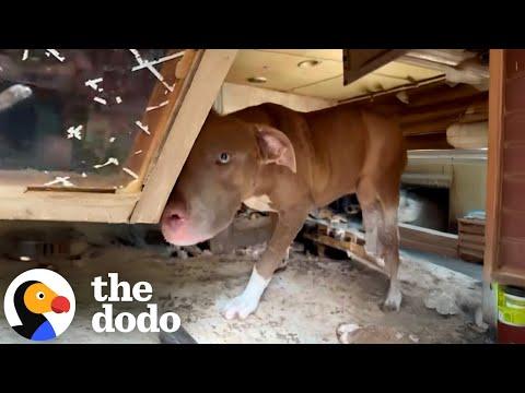 Dog Who Lived In Abandoned Trailer For A Year Is A 12/10 Good Boy #Video