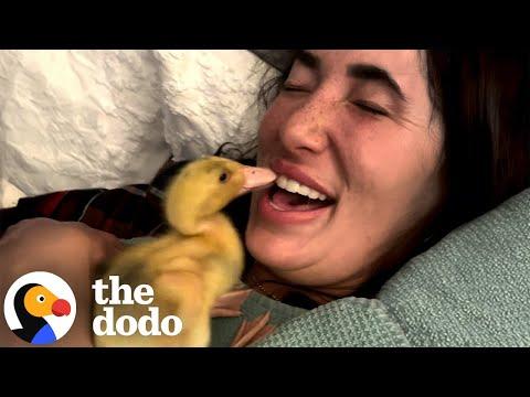 Baby Duck Follows Her Human Mom Around All Day #Video