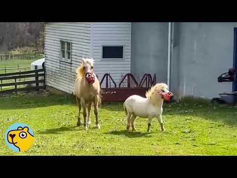 Little Diva Horse Shook Up the Whole Farm #Video