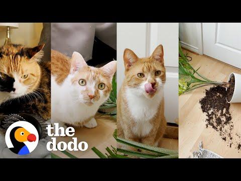 Can You Solve This Cat Murder Mystery? #Video