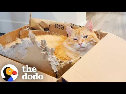 Moving Box Is This Cat's Favorite Thing Ever #Video