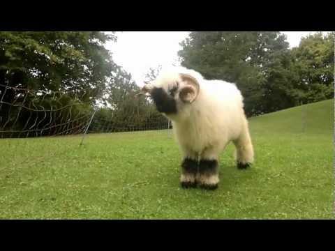 Valais Blacknose Sheep