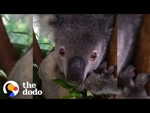 Koalas Need Help Surviving Australia's Fires | The Dodo
