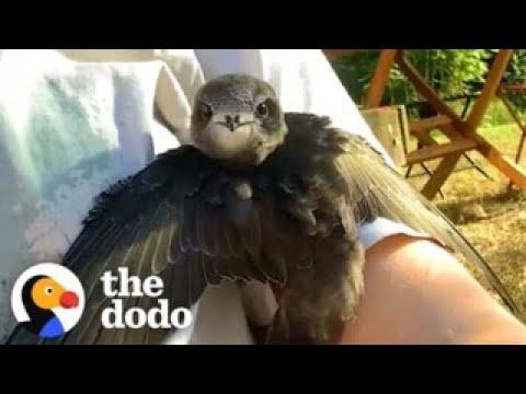 Woman Finds A Bird Who Couldn't Fly In Her Backyard #Video