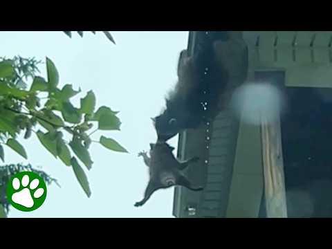 A Mother’s Love Knows No Fear #Video