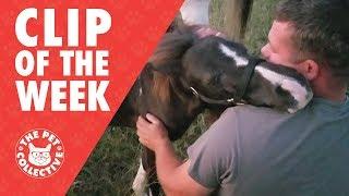 Rescued Pony Hugs Man Who Saved His Life