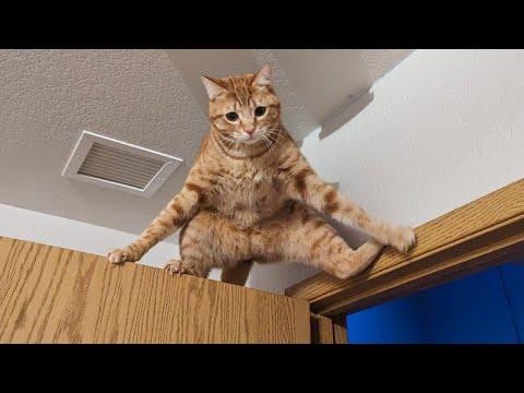 Orange Cats rule the World of Cat Comedy #Video