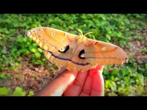 Giant Moth Trusts Her Rescuer To Raise Her Babies #Video
