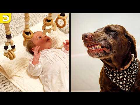 Maybe Not The Best Babysitter | YOUR Daily Dose of Pets #Video