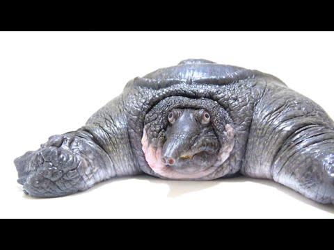 A Really Squishy Turtle. Your Daily Dose Of Internet