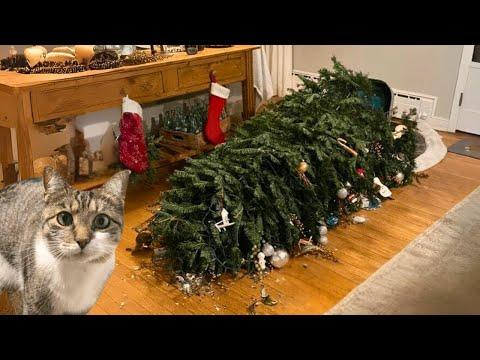 Cat’s First Christmas - Haven’t Even Put the Decorations On Yet! #Video