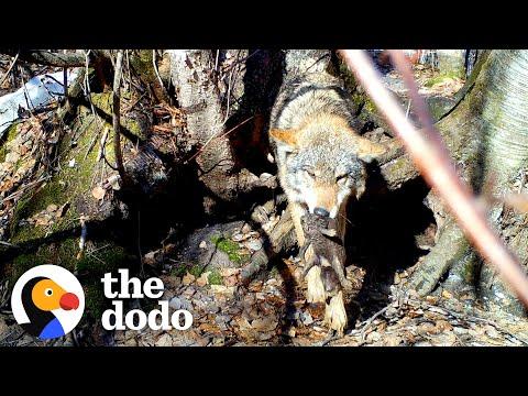 Mama Wolf Rescues Her Babies One By One From Flooded Den #Video