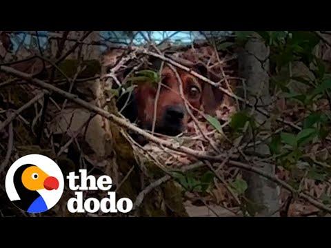 Blind Mama Dog Rescued From Woods #Video