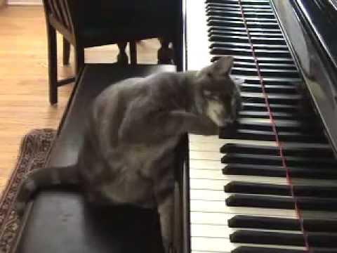 Cat Playing piano like Beethoven: Nora