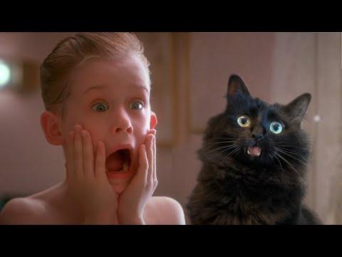 Home Alone with My Cat Video (OwlKitty Parody)