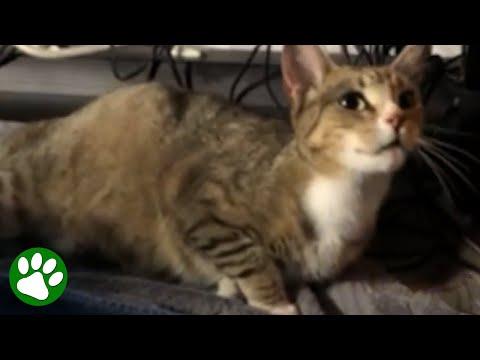 Stray Cat Gives Birth In Kindhearted Man's Basement #video