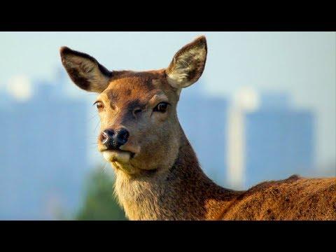 Young Fawn Hastily Tagged by Game Keeper | London's Wild Side | BBC Earth